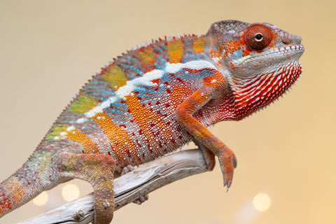 Holdbacks/Individuals: Ambilobe offspring from "Roborobo-ony" (AKA Flaming River) x "Mandiso-ranoray" (Miss Universe) - Hatched Sept 2025 - Male #1