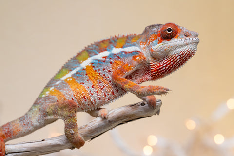 Holdbacks/Individuals: Ambilobe offspring from "Roborobo-ony" (AKA Flaming River) x "Mandiso-ranoray" (Miss Universe) - Hatched Sept 2025 - Male #1