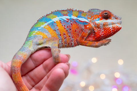 Holdbacks/Individuals: Ambilobe offspring from "Roborobo-ony" (AKA Flaming River) x "Mandiso-ranoray" (Miss Universe) - Hatched Sept 2025 - Male #1