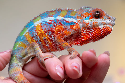 Holdbacks/Individuals: Ambilobe offspring from "Roborobo-ony" (AKA Flaming River) x "Mandiso-ranoray" (Miss Universe) - Hatched Sept 2025 - Male #1