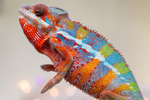 Holdbacks/Individuals: Ambilobe offspring from "Roborobo-ony" (AKA Flaming River) x "Mandiso-ranoray" (Miss Universe) - Hatched Sept 2025 - Male #1