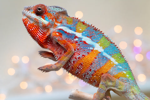 Holdbacks/Individuals: Ambilobe offspring from "Roborobo-ony" (AKA Flaming River) x "Mandiso-ranoray" (Miss Universe) - Hatched Sept 2025 - Male #1