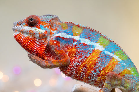 Holdbacks/Individuals: Ambilobe offspring from "Roborobo-ony" (AKA Flaming River) x "Mandiso-ranoray" (Miss Universe) - Hatched Sept 2025 - Male #1