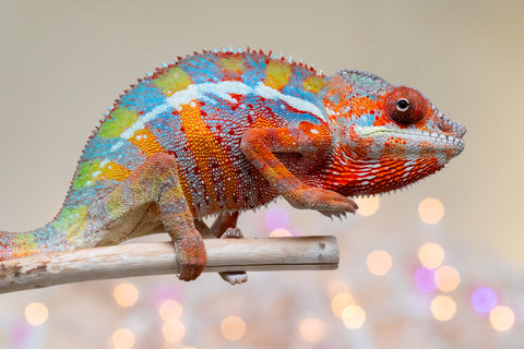 Holdbacks/Individuals: Ambilobe offspring from "Roborobo-ony" (AKA Flaming River) x "Mandiso-ranoray" (Miss Universe) - Hatched Sept 2025 - Male #1