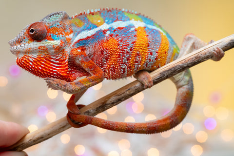 Holdbacks/Individuals: Ambilobe offspring from "Roborobo-ony" (AKA Flaming River) x "Mandiso-ranoray" (Miss Universe) - Hatched Sept 2025 - Male #1