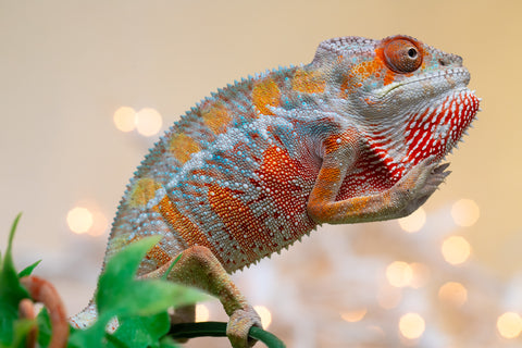 Holdbacks/Individuals: Ambilobe offspring from "Roborobo-ony" (AKA Flaming River) x "Mandiso-ranoray" (Miss Universe) - Hatched Sept 2025 - Male #2