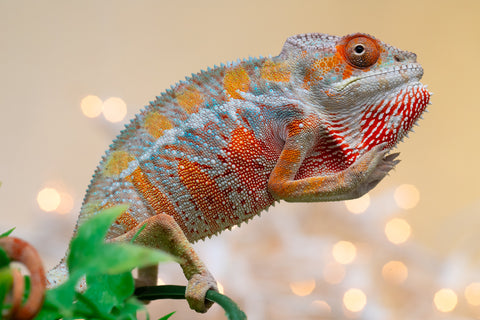 Holdbacks/Individuals: Ambilobe offspring from "Roborobo-ony" (AKA Flaming River) x "Mandiso-ranoray" (Miss Universe) - Hatched Sept 2025 - Male #2