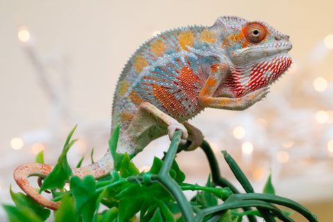 Holdbacks/Individuals: Ambilobe offspring from "Roborobo-ony" (AKA Flaming River) x "Mandiso-ranoray" (Miss Universe) - Hatched Sept 2025 - Male #2