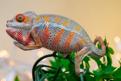 Holdbacks/Individuals: Ambilobe offspring from "Roborobo-ony" (AKA Flaming River) x "Mandiso-ranoray" (Miss Universe) - Hatched Sept 2025 - Male #2