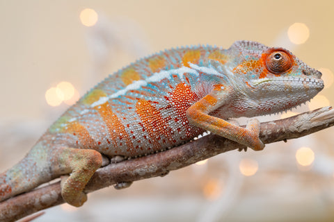 Holdbacks/Individuals: Ambilobe offspring from "Roborobo-ony" (AKA Flaming River) x "Mandiso-ranoray" (Miss Universe) - Hatched Sept 2025 - Male #2