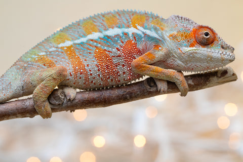 Holdbacks/Individuals: Ambilobe offspring from "Roborobo-ony" (AKA Flaming River) x "Mandiso-ranoray" (Miss Universe) - Hatched Sept 2025 - Male #2