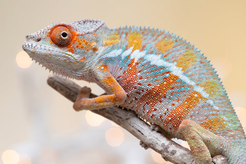 Holdbacks/Individuals: Ambilobe offspring from "Roborobo-ony" (AKA Flaming River) x "Mandiso-ranoray" (Miss Universe) - Hatched Sept 2025 - Male #2