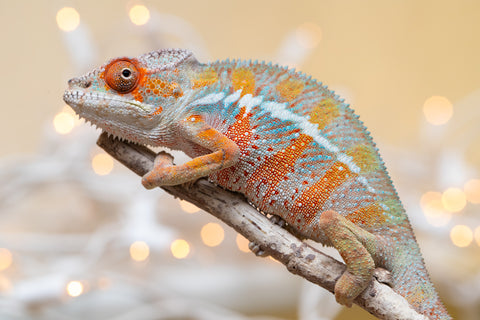 Holdbacks/Individuals: Ambilobe offspring from "Roborobo-ony" (AKA Flaming River) x "Mandiso-ranoray" (Miss Universe) - Hatched Sept 2025 - Male #2