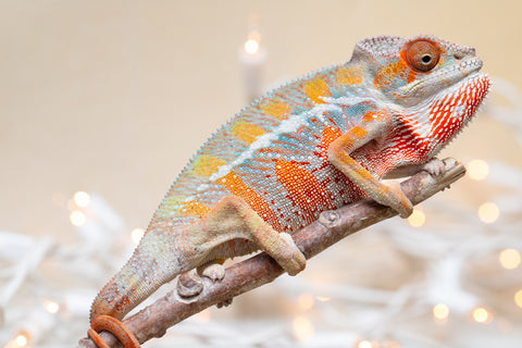 Holdbacks/Individuals: Ambilobe offspring from "Roborobo-ony" (AKA Flaming River) x "Mandiso-ranoray" (Miss Universe) - Hatched Sept 2025 - Male #2