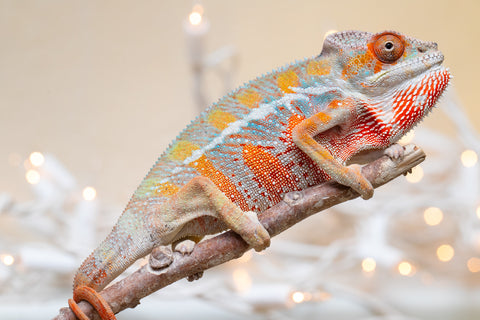 Holdbacks/Individuals: Ambilobe offspring from "Roborobo-ony" (AKA Flaming River) x "Mandiso-ranoray" (Miss Universe) - Hatched Sept 2025 - Male #2