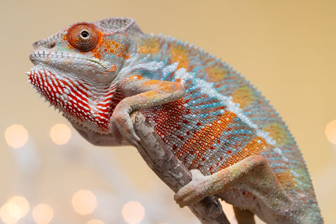 Holdbacks/Individuals: Ambilobe offspring from "Roborobo-ony" (AKA Flaming River) x "Mandiso-ranoray" (Miss Universe) - Hatched Sept 2025 - Male #2