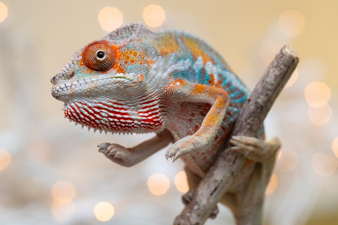 Holdbacks/Individuals: Ambilobe offspring from "Roborobo-ony" (AKA Flaming River) x "Mandiso-ranoray" (Miss Universe) - Hatched Sept 2025 - Male #2