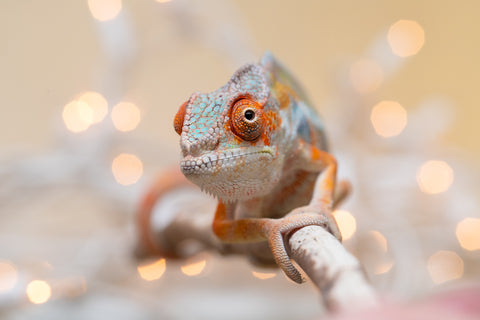 Holdbacks/Individuals: Ambilobe offspring from "Roborobo-ony" (AKA Flaming River) x "Mandiso-ranoray" (Miss Universe) - Hatched Sept 2025 - Male #2