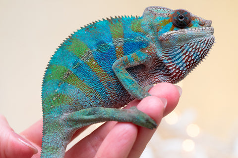 Holdbacks/Individuals: Ambilobe offspring from "Roborobo-ony" (AKA Flaming River) x "Mandiso-ranoray" (Miss Universe) - Hatched Sept 2025 - Male #3