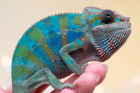 Holdbacks/Individuals: Ambilobe offspring from "Roborobo-ony" (AKA Flaming River) x "Mandiso-ranoray" (Miss Universe) - Hatched Sept 2025 - Male #3