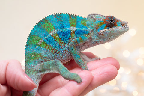 Holdbacks/Individuals: Ambilobe offspring from "Roborobo-ony" (AKA Flaming River) x "Mandiso-ranoray" (Miss Universe) - Hatched Sept 2025 - Male #3