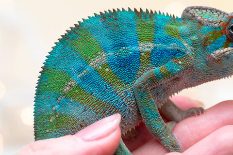 Holdbacks/Individuals: Ambilobe offspring from "Roborobo-ony" (AKA Flaming River) x "Mandiso-ranoray" (Miss Universe) - Hatched Sept 2025 - Male #3