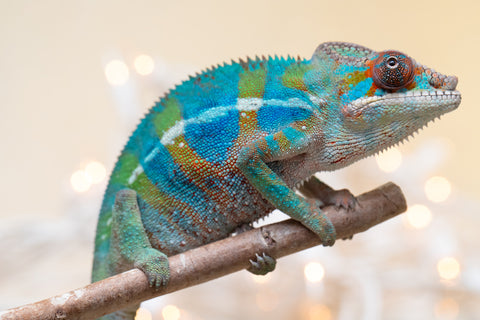 Holdbacks/Individuals: Ambilobe offspring from "Roborobo-ony" (AKA Flaming River) x "Mandiso-ranoray" (Miss Universe) - Hatched Sept 2025 - Male #3