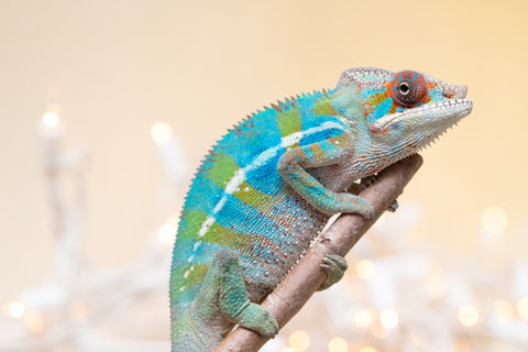 Holdbacks/Individuals: Ambilobe offspring from "Roborobo-ony" (AKA Flaming River) x "Mandiso-ranoray" (Miss Universe) - Hatched Sept 2025 - Male #3