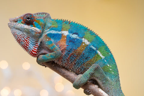 Holdbacks/Individuals: Ambilobe offspring from "Roborobo-ony" (AKA Flaming River) x "Mandiso-ranoray" (Miss Universe) - Hatched Sept 2025 - Male #3