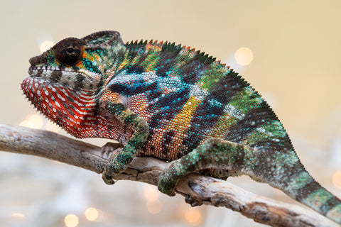 Holdbacks/Individuals: Ambilobe offspring from "Roborobo-ony" (AKA Flaming River) x "Mandiso-ranoray" (Miss Universe) - Hatched Sept 2025 - Male #4