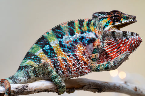 Holdbacks/Individuals: Ambilobe offspring from "Roborobo-ony" (AKA Flaming River) x "Mandiso-ranoray" (Miss Universe) - Hatched Sept 2025 - Male #4