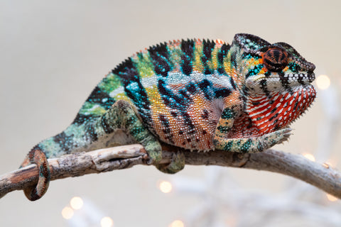 Holdbacks/Individuals: Ambilobe offspring from "Roborobo-ony" (AKA Flaming River) x "Mandiso-ranoray" (Miss Universe) - Hatched Sept 2025 - Male #4