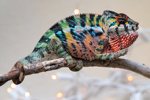 Holdbacks/Individuals: Ambilobe offspring from "Roborobo-ony" (AKA Flaming River) x "Mandiso-ranoray" (Miss Universe) - Hatched Sept 2025 - Male #4