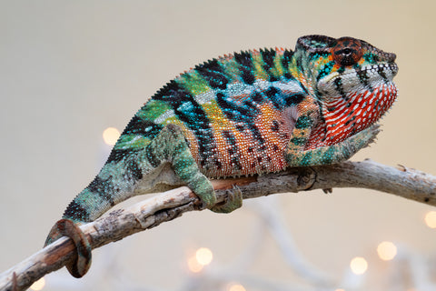 Holdbacks/Individuals: Ambilobe offspring from "Roborobo-ony" (AKA Flaming River) x "Mandiso-ranoray" (Miss Universe) - Hatched Sept 2025 - Male #4