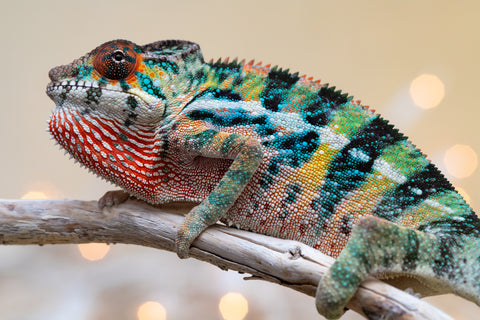 Holdbacks/Individuals: Ambilobe offspring from "Roborobo-ony" (AKA Flaming River) x "Mandiso-ranoray" (Miss Universe) - Hatched Sept 2025 - Male #4