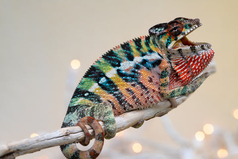 Holdbacks/Individuals: Ambilobe offspring from "Roborobo-ony" (AKA Flaming River) x "Mandiso-ranoray" (Miss Universe) - Hatched Sept 2025 - Male #4