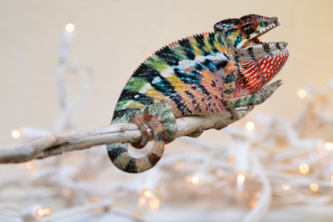 Holdbacks/Individuals: Ambilobe offspring from "Roborobo-ony" (AKA Flaming River) x "Mandiso-ranoray" (Miss Universe) - Hatched Sept 2025 - Male #4