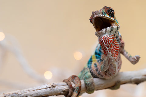 Holdbacks/Individuals: Ambilobe offspring from "Roborobo-ony" (AKA Flaming River) x "Mandiso-ranoray" (Miss Universe) - Hatched Sept 2025 - Male #4