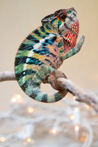 Holdbacks/Individuals: Ambilobe offspring from "Roborobo-ony" (AKA Flaming River) x "Mandiso-ranoray" (Miss Universe) - Hatched Sept 2025 - Male #4