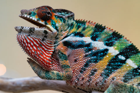 Holdbacks/Individuals: Ambilobe offspring from "Roborobo-ony" (AKA Flaming River) x "Mandiso-ranoray" (Miss Universe) - Hatched Sept 2025 - Male #4