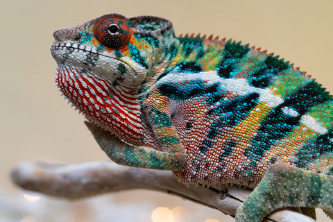 Holdbacks/Individuals: Ambilobe offspring from "Roborobo-ony" (AKA Flaming River) x "Mandiso-ranoray" (Miss Universe) - Hatched Sept 2025 - Male #4