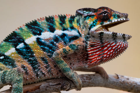 Holdbacks/Individuals: Ambilobe offspring from "Roborobo-ony" (AKA Flaming River) x "Mandiso-ranoray" (Miss Universe) - Hatched Sept 2025 - Male #4