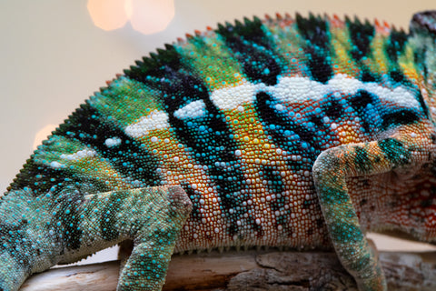 Holdbacks/Individuals: Ambilobe offspring from "Roborobo-ony" (AKA Flaming River) x "Mandiso-ranoray" (Miss Universe) - Hatched Sept 2025 - Male #4