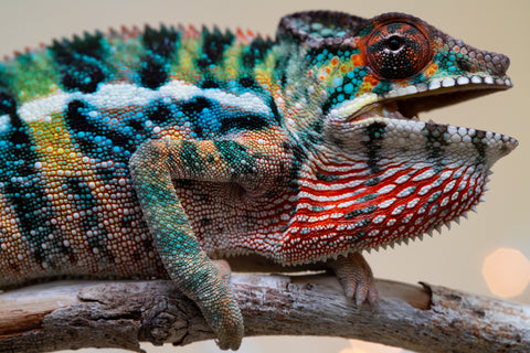 Holdbacks/Individuals: Ambilobe offspring from "Roborobo-ony" (AKA Flaming River) x "Mandiso-ranoray" (Miss Universe) - Hatched Sept 2025 - Male #4