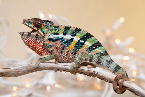 Holdbacks/Individuals: Ambilobe offspring from "Roborobo-ony" (AKA Flaming River) x "Mandiso-ranoray" (Miss Universe) - Hatched Sept 2025 - Male #4