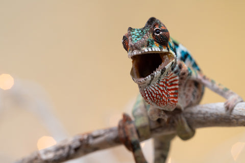 Holdbacks/Individuals: Ambilobe offspring from "Roborobo-ony" (AKA Flaming River) x "Mandiso-ranoray" (Miss Universe) - Hatched Sept 2025 - Male #4