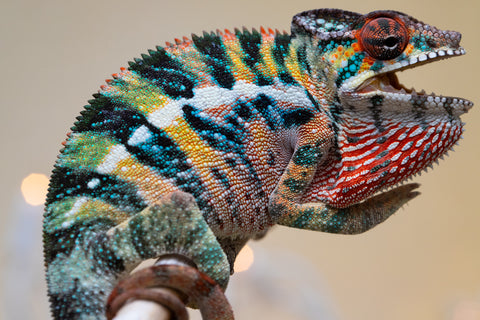 Holdbacks/Individuals: Ambilobe offspring from "Roborobo-ony" (AKA Flaming River) x "Mandiso-ranoray" (Miss Universe) - Hatched Sept 2025 - Male #4