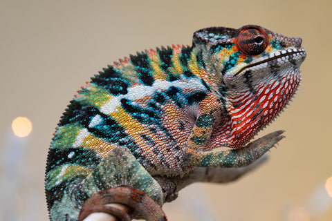 Holdbacks/Individuals: Ambilobe offspring from "Roborobo-ony" (AKA Flaming River) x "Mandiso-ranoray" (Miss Universe) - Hatched Sept 2025 - Male #4