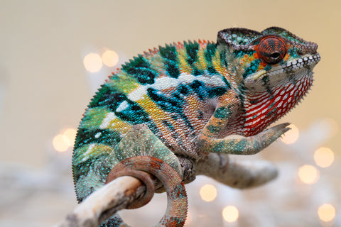 Holdbacks/Individuals: Ambilobe offspring from "Roborobo-ony" (AKA Flaming River) x "Mandiso-ranoray" (Miss Universe) - Hatched Sept 2025 - Male #4