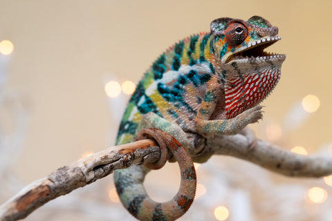 Holdbacks/Individuals: Ambilobe offspring from "Roborobo-ony" (AKA Flaming River) x "Mandiso-ranoray" (Miss Universe) - Hatched Sept 2025 - Male #4